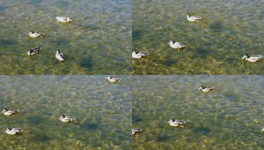 在一个阳光明媚的日子里，鸭子在一条清澈的河里游泳高清在线视频素材下载