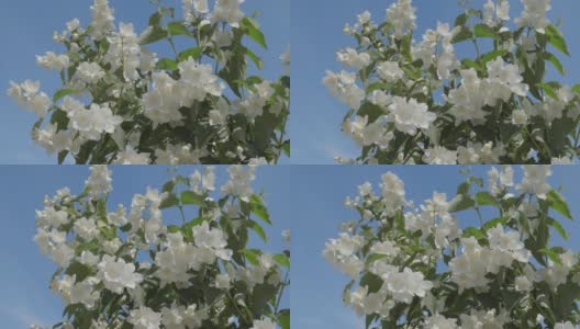一个阳光明媚的夏日，灌木上的茉莉花。高清在线视频素材下载