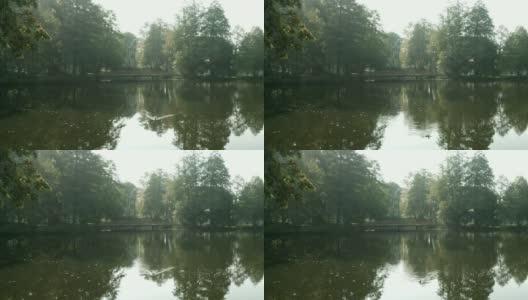 公园里的池塘，四周都是树高清在线视频素材下载