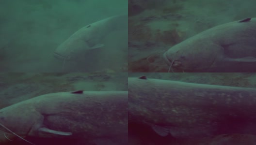 冒险的特写镜头，欧洲鲶鱼游在自然栖息地的底部。大鱼在水晶水在绿色色调的背景。高清在线视频素材下载