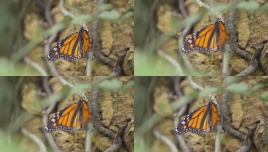 树枝上的蝴蝶，4k慢镜头60fps高清在线视频素材下载
