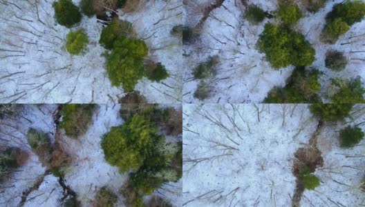 光秃秃的森林树冠和薄薄的积雪覆盖高清在线视频素材下载