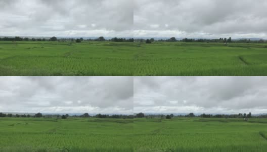 近的稻穗随风摇摆在稻田里。稻田谷物概念。绿色稻田的特写。绿色的稻田。泰国东北部农民在种植茉莉花水稻。高清在线视频素材下载