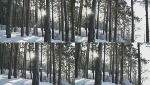 美丽的冬天森林在雪。雪花慢慢飘落，阳光灿烂。光滑的平移。高清在线视频素材下载