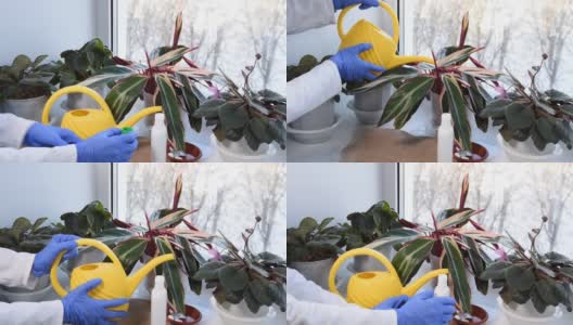 冬天照顾室内植物。女人的手在给窗台上的盆栽施肥。高清在线视频素材下载