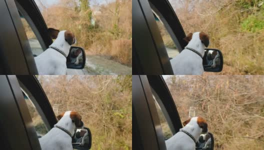 一只小狗杰克罗素梗坐在车里把头伸出窗外，狗狗透过开着的窗户看，4k高清在线视频素材下载