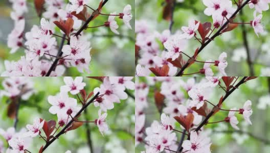Spring cherry blossoms, pink flowers.高清在线视频素材下载