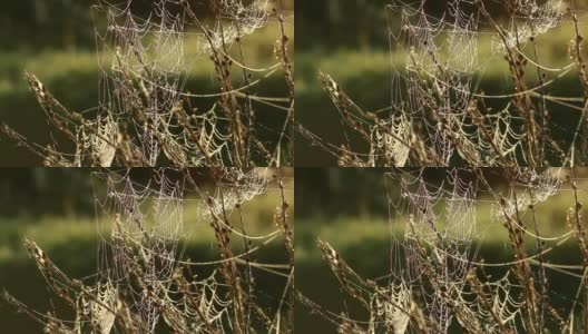 森林里的蜘蛛网随风抖动高清在线视频素材下载