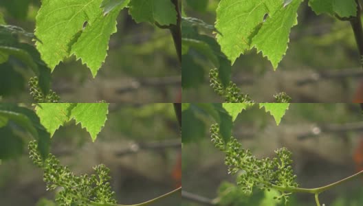 葡萄园-新葡萄和叶春高清在线视频素材下载