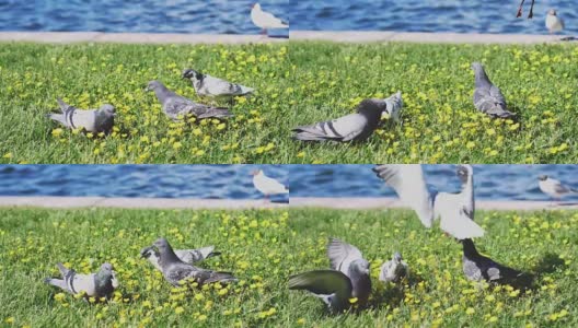 清晨，海鸥和鸽子在海边的花地上吃草。缓慢的运动。1920 x1080高清在线视频素材下载