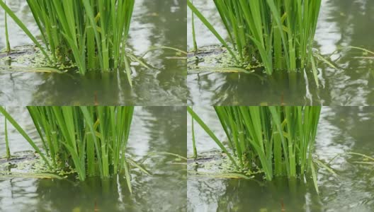 稻田在大雨中生长高清在线视频素材下载