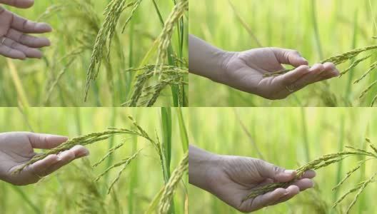 女人手触摸检查美丽的水稻植物在美丽的稻田在有机农场。高清在线视频素材下载