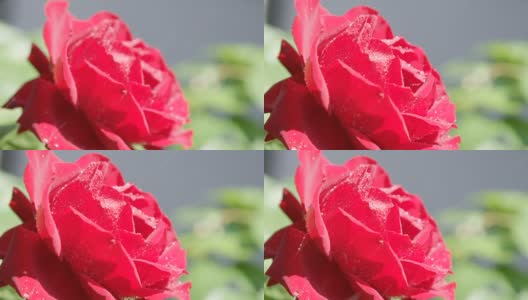 慢动作近距离观察:雨点落在红色天鹅绒玫瑰花上高清在线视频素材下载