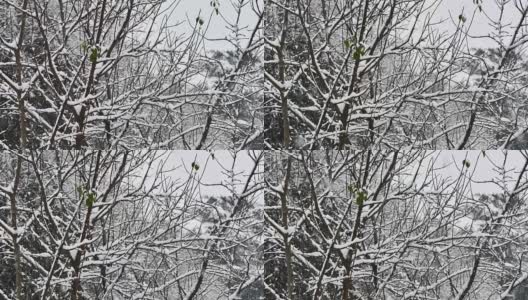 雪花落在4k树高清在线视频素材下载