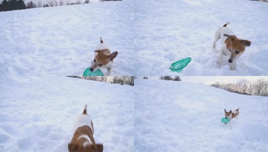 积极玩走狗与磁盘玩具。冬天的天气白雪皑皑。DLSR摄像机慢动作录像画面高清在线视频素材下载