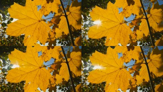 枫叶在风中移动，阳光穿过树叶高清在线视频素材下载