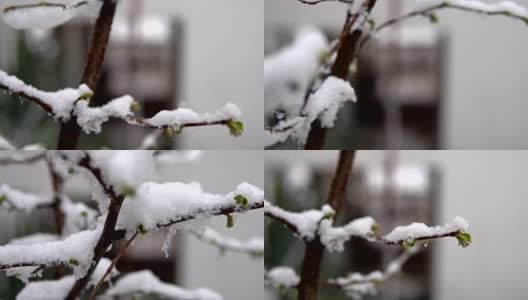 梨花在春雪下绽放。电影背景模糊高清在线视频素材下载