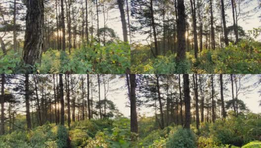 傍晚的松林-森林苍翠，自然美丽高清在线视频素材下载