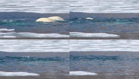 一群在北极斯瓦尔巴群岛狩猎的白鲸高清在线视频素材下载