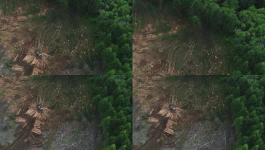 从上到下无人机拍摄在伐木中被砍伐的树木高清在线视频素材下载