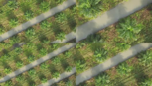 一架无人机在清晨从泰国亚洲乡村起飞，美丽的俯视图放大了绿色郁郁葱葱的棕榈油种植园的空中景观。种植着水道高清在线视频素材下载