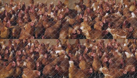当地养鸡场的母鸡。铁丝网后面的一群母鸡。一群在人道家禽农场自由漫步的母鸡高清在线视频素材下载