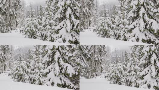 树枝上美丽的绒毛雪。雪从云杉的树枝上美丽地飘落下来。冬天的童话，树在雪里囚禁。冬天下雪的视频高清在线视频素材下载