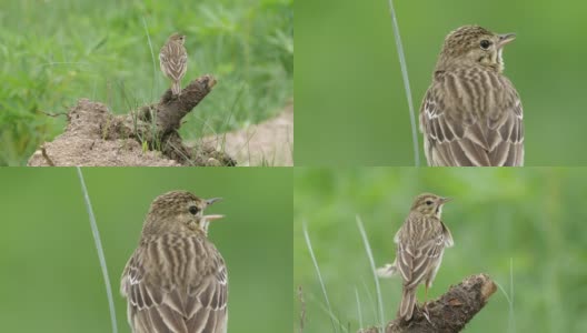 白桦树鹨(白花Anthus trivialis)春季鸣禽，白俄罗斯高清在线视频素材下载