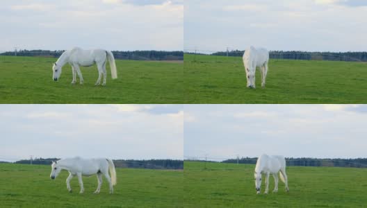 放牧白马。围场里的白马。农场动物。这匹马正在吃草。高清在线视频素材下载