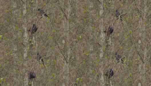 白嘴鸦 (Corvus frugilegus) 和西部寒鸦 (Coloeus monedula) - 冬季，白俄罗斯高清在线视频素材下载