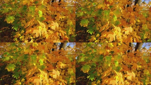 秋天的枫叶五彩缤纷。高清在线视频素材下载