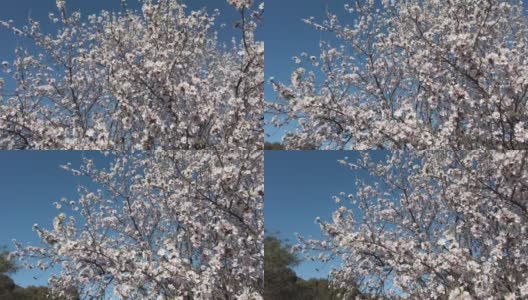 杏花花园高清在线视频素材下载