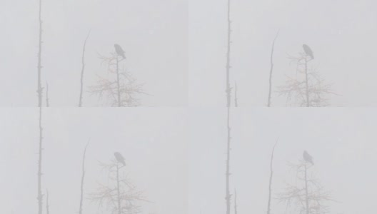 常见的乌鸦。树上的鸟。在雾中，Corvus Corax。高清在线视频素材下载