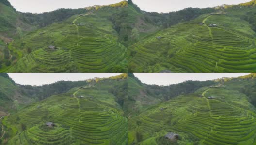 鸟瞰图的绿色新鲜茶或草莓农场，农业植物领域在亚洲。农村地区。农场的模式结构。自然景观背景。泰国清迈。高清在线视频素材下载