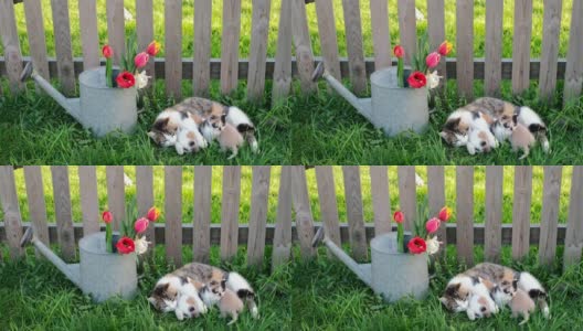 一只猫用牛奶喂她的三只小猫，它们躺在花坛附近篱笆下的草坪上。高清在线视频素材下载
