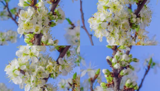 在蓝色背景上，一棵梅花绽放、生长和旋转的时间间隔为4k。梅花属的一种盛开的小白花。时间流逝，9:16的比例。高清在线视频素材下载