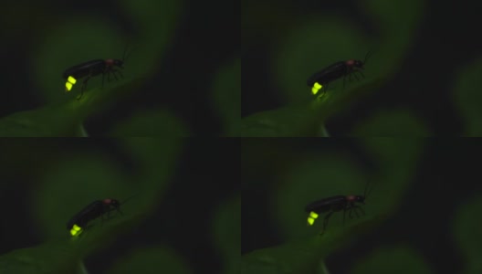 萤火虫。萤火虫粘在树叶上，拼命地发光。高清在线视频素材下载