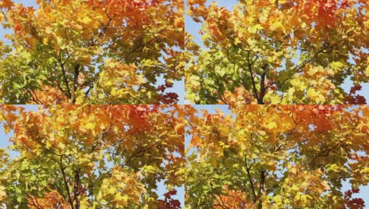 秋天的枫叶色彩斑斓高清在线视频素材下载