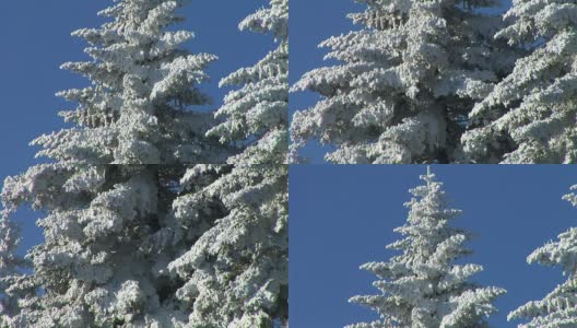 白雪覆盖的云杉。高清在线视频素材下载