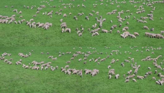 潘羊群在牧场上吃草高清在线视频素材下载