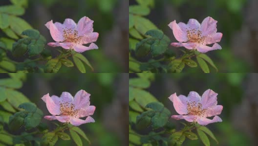 粉红色的玫瑰花粉高清在线视频素材下载