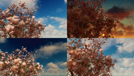 美丽的玉兰树，落花落日，旭日升高清在线视频素材下载
