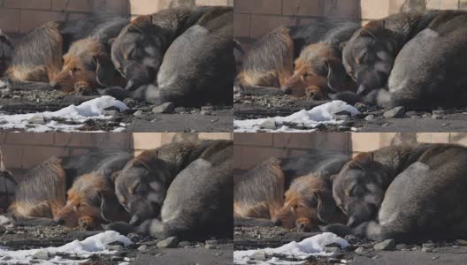 冻僵的流浪狗躺在地上。一群被遗弃的冻僵流浪狗互相取暖。流浪动物在户外的问题高清在线视频素材下载