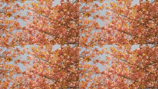 阿姆斯特丹许多美丽的日本樱花树在春天开花高清在线视频素材下载