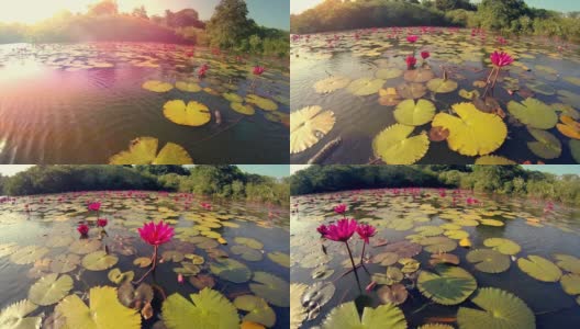 在泰国的湖中漂浮着睡莲。高清在线视频素材下载