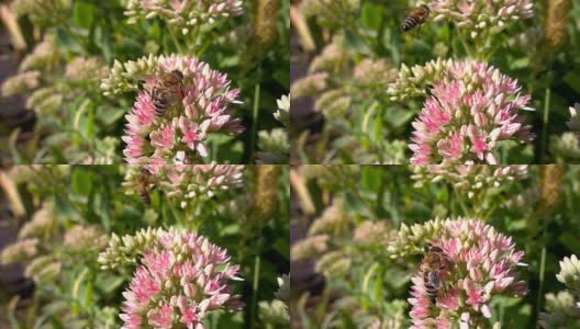 蜜蜂采集花蜜，慢镜头高清在线视频素材下载