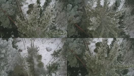 空中，近景:茂盛的绿色云杉被砍伐倒在地上高清在线视频素材下载