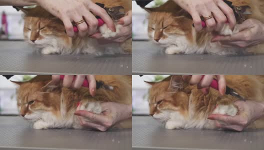 一个可爱的毛绒绒的姜猫得到他的爪子被兽医切近高清在线视频素材下载
