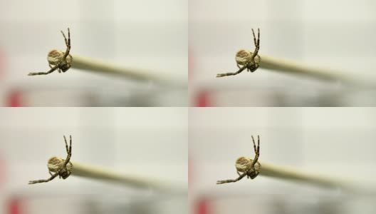 大毒蜘蛛在棍表面爬行的正面视图。超高清索尼4k拍摄高清在线视频素材下载