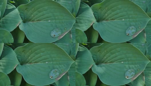 绿叶和水滴为背景高清在线视频素材下载